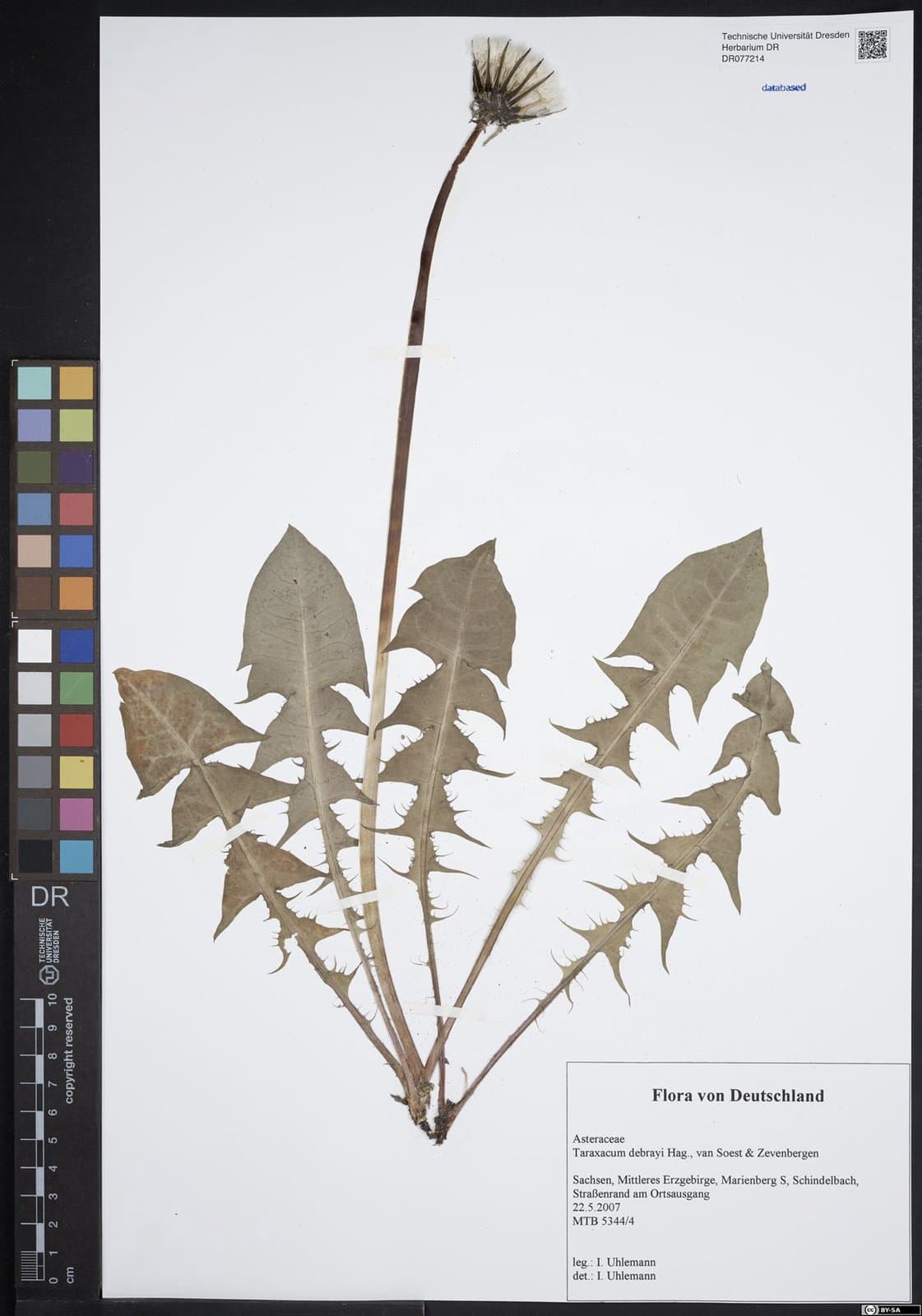 Taraxacum debrayi Hagend., Soest & Zevenb.