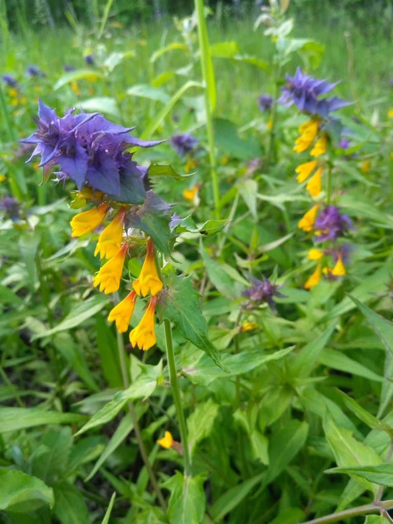 Melampyrum nemorosum L.