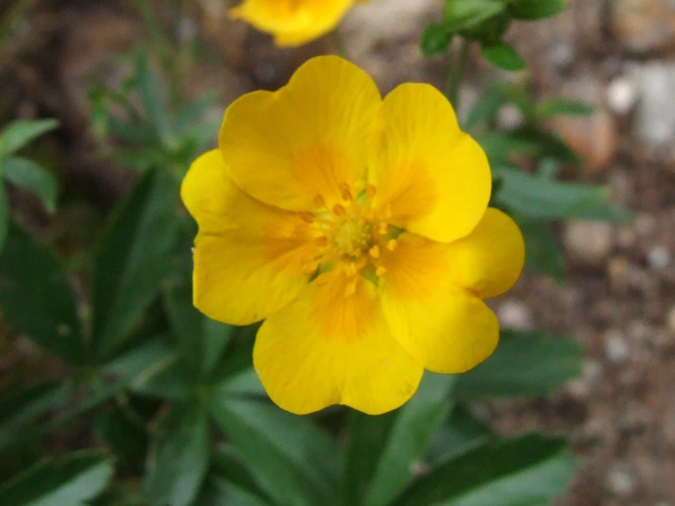 Potentilla crantzii (Crantz) Beck ex Fritsch