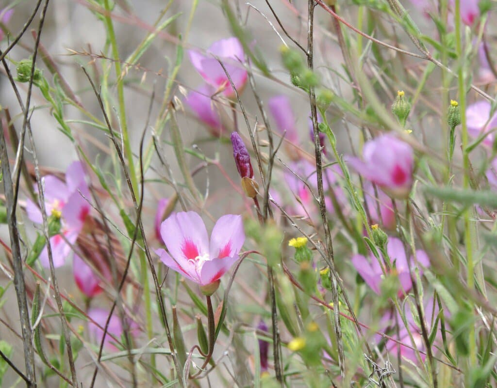 Clarkia amoena (Lehm.) A.Nelson & J.F.Macbr.
