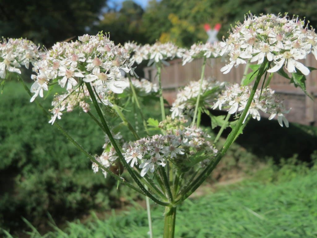 Heracleum sphondylium L.