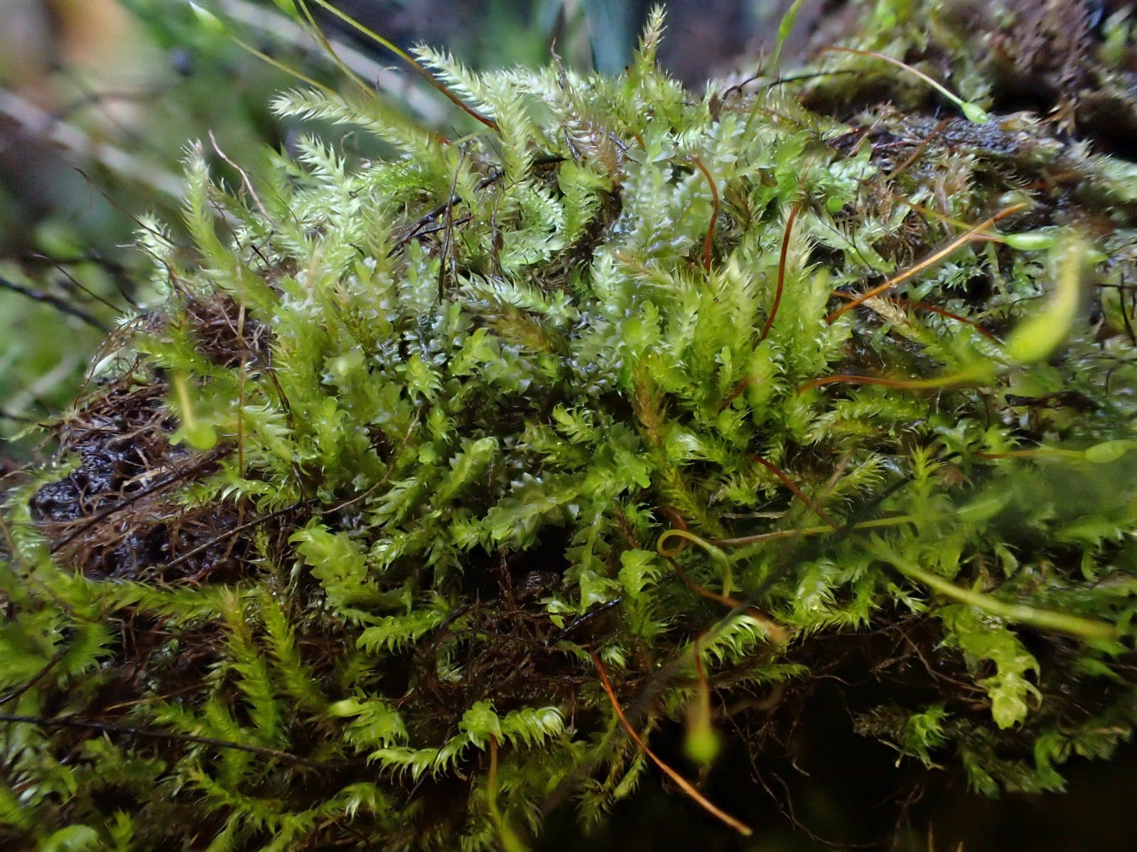 Isopterygiopsis muelleriana (Schimp.) Z.Iwats.