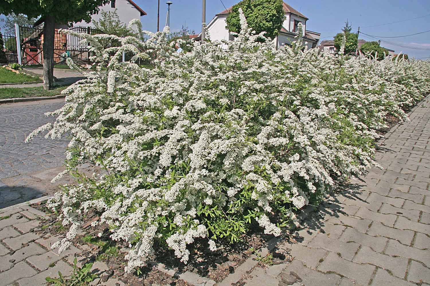 Spiraea ×cinerea Zabel