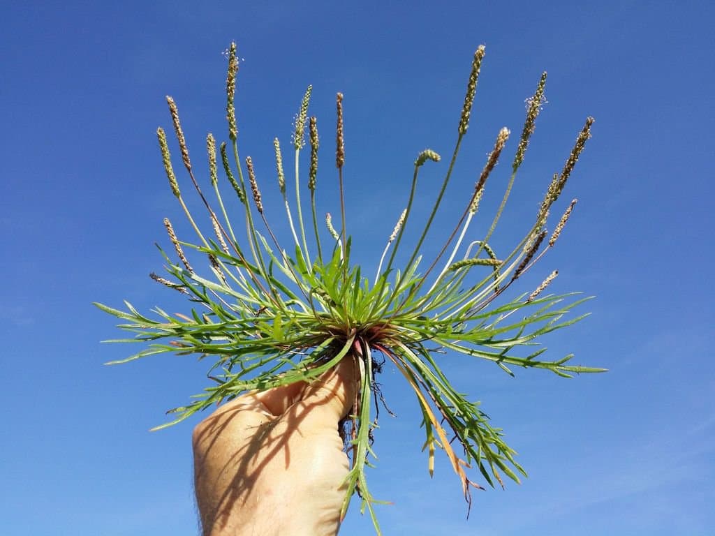 Plantago coronopus L.