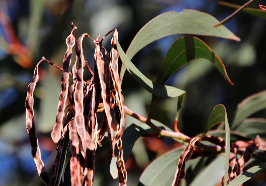 Acacia pycnantha Benth.