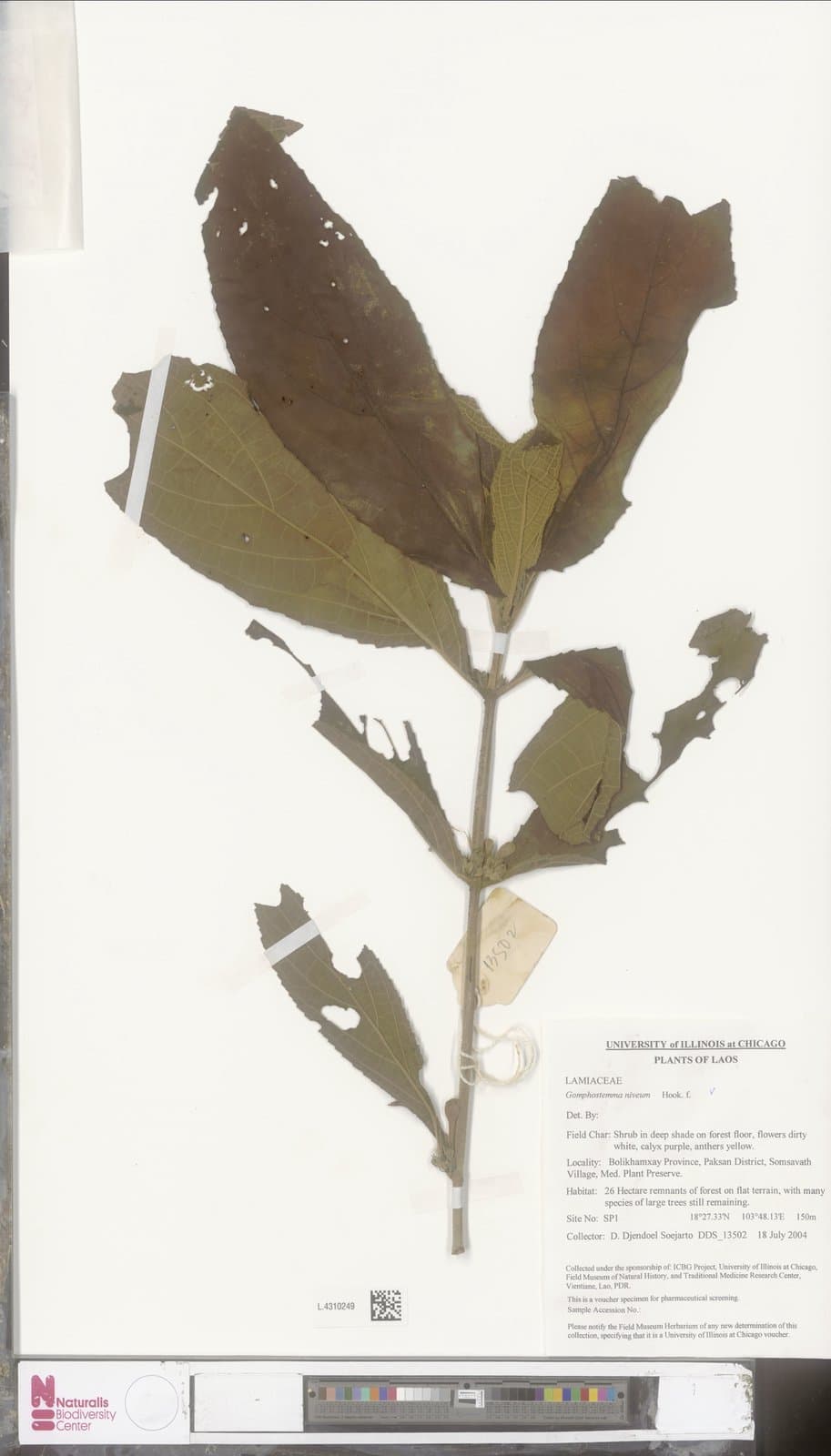 Gomphostemma niveum Hook.f.