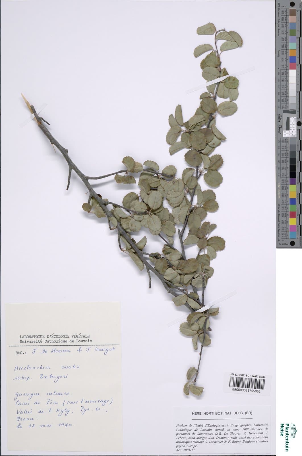 Amelanchier embergeri (Favarger & Stearn) Landolt