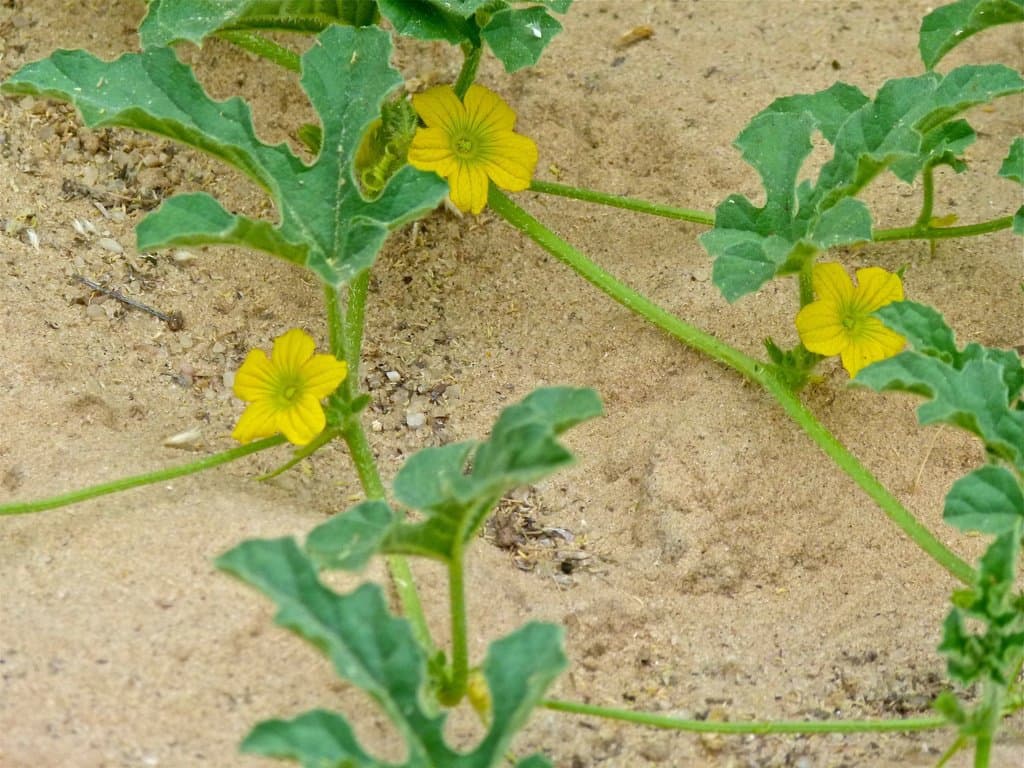 Citrullus lanatus (Thunb.) Matsum. & Nakai