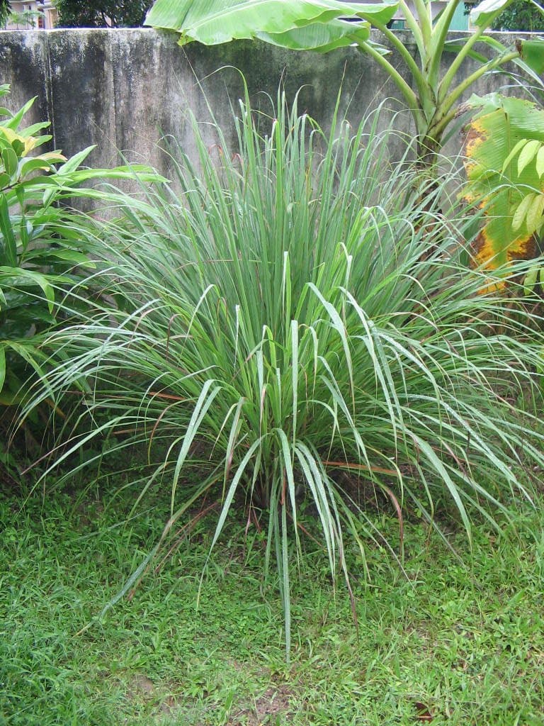 Cymbopogon citratus (DC.) Stapf