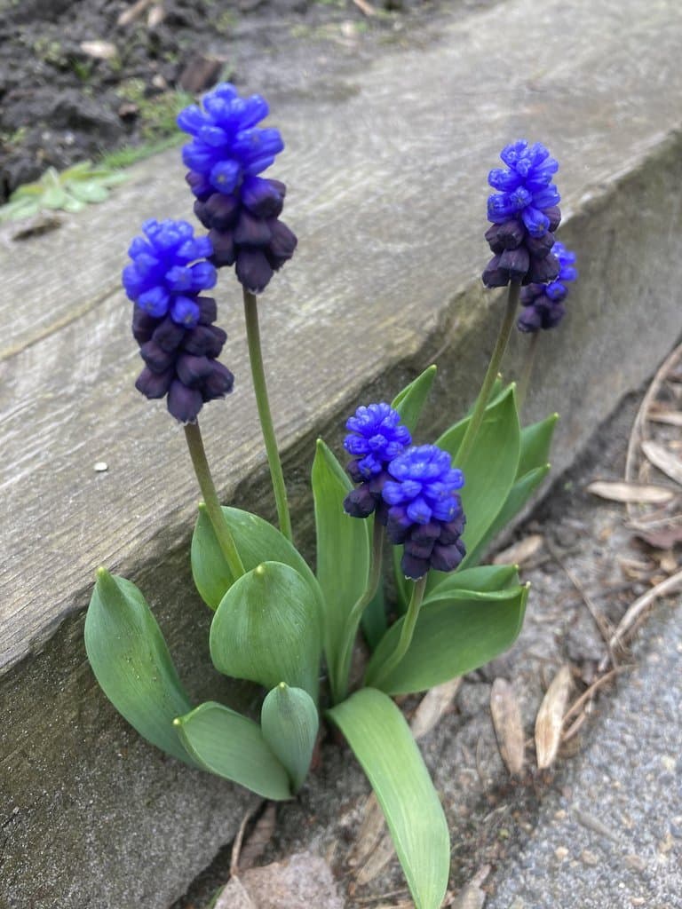 Muscari latifolium J.Kirk