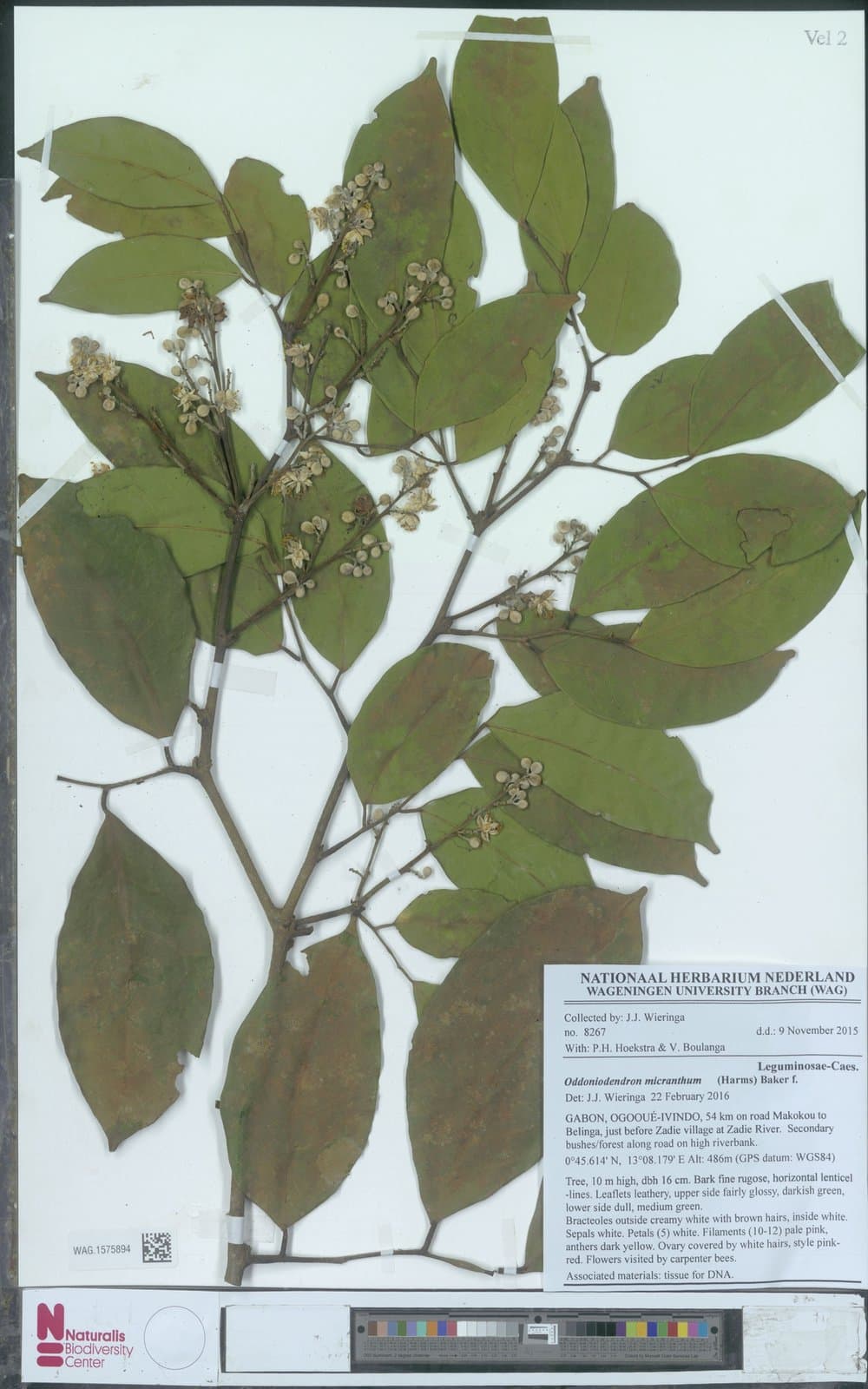 Oddoniodendron micranthum (Harms) Baker f.