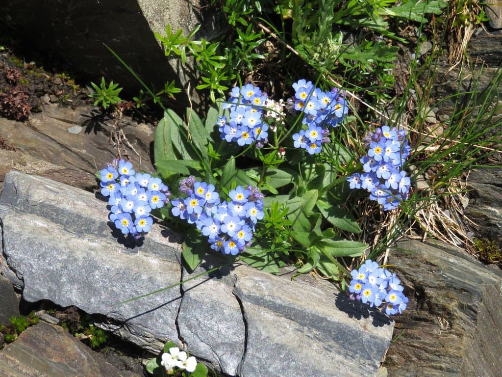 Myosotis alpestris F.W.Schmidt