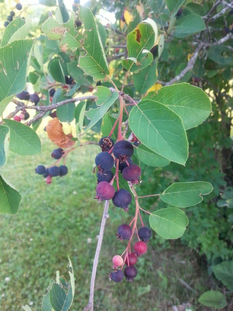 Amelanchier canadensis (L.) Medik.
