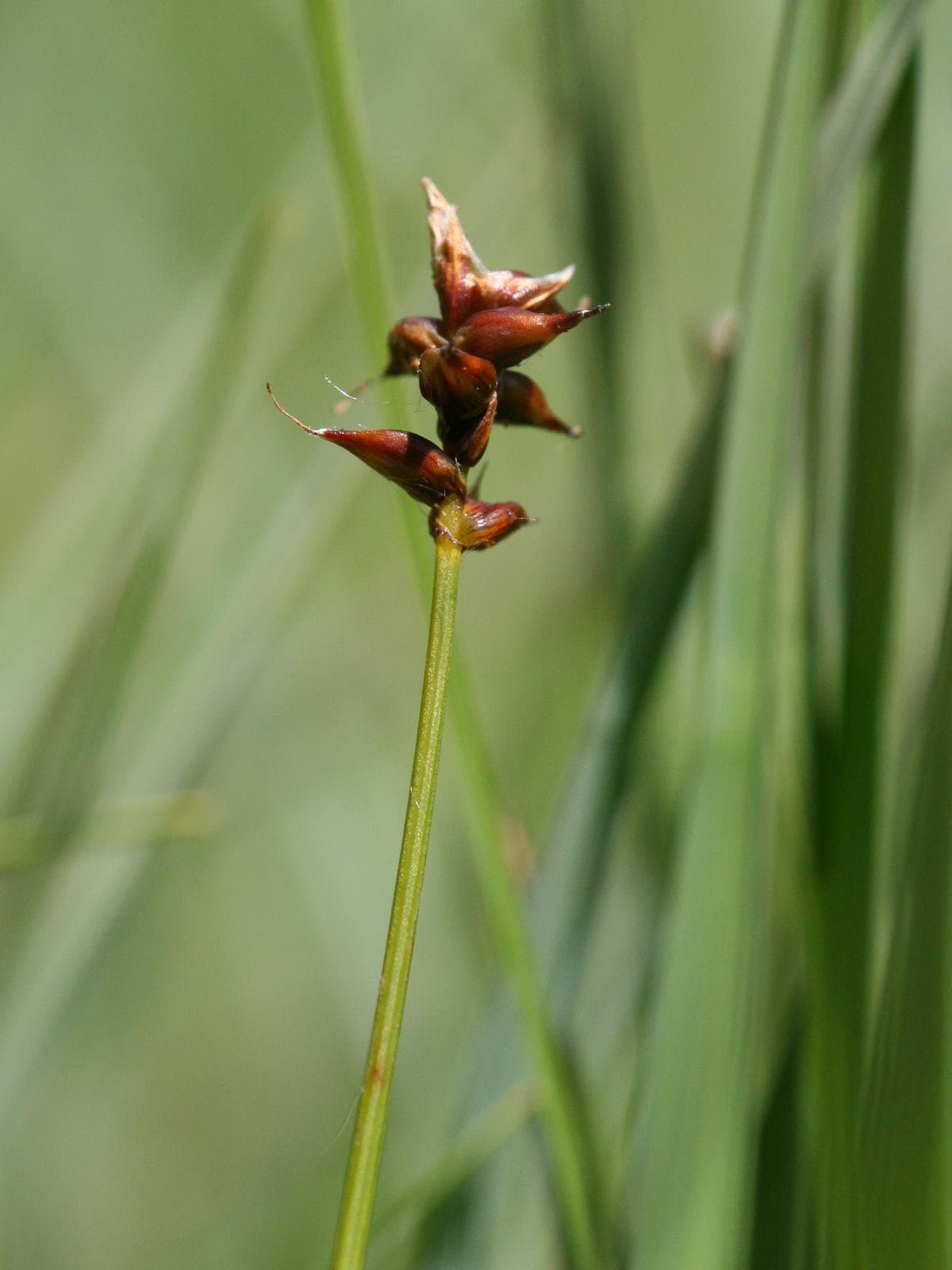 Carex dioica L.