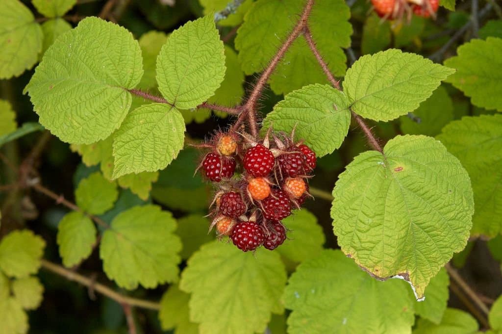 Rubus phoenicolasius Maxim.