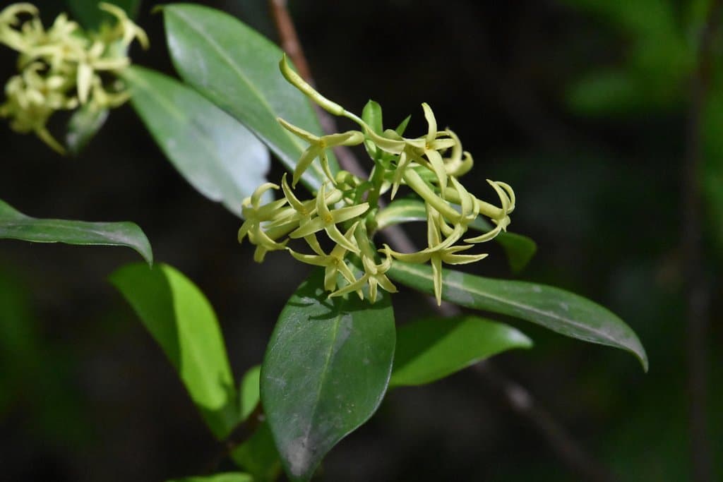 Daphne pontica L.