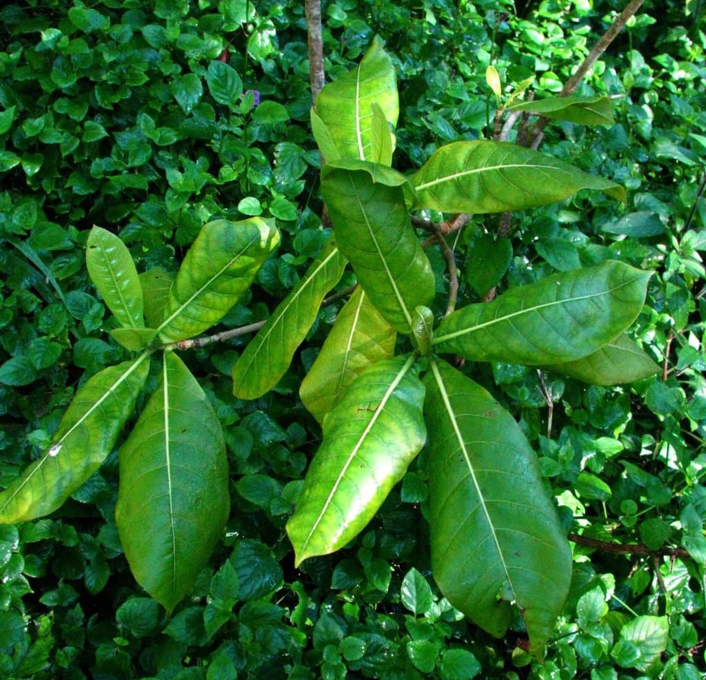 Gardenia mannii H.St.John & Kuykendall