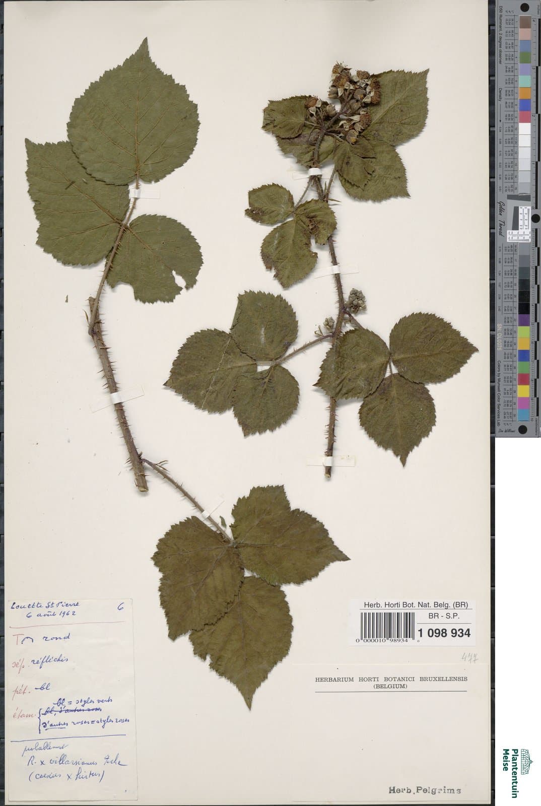 Rubus villarsianus Focke ex Gremli