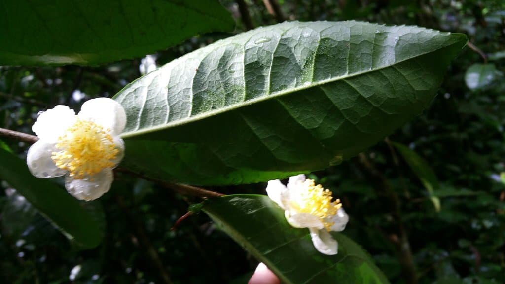 Camellia sinensis (L.) Kuntze