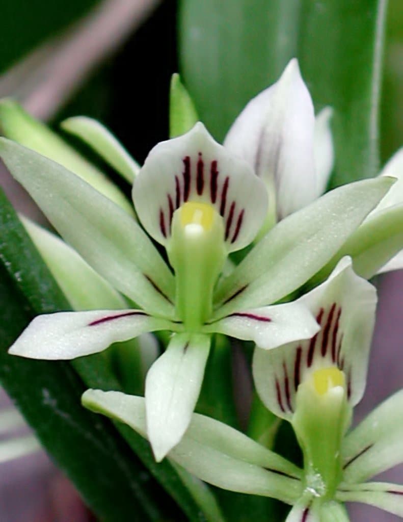 Prosthechea abbreviata (Schltr.) W.E.Higgins