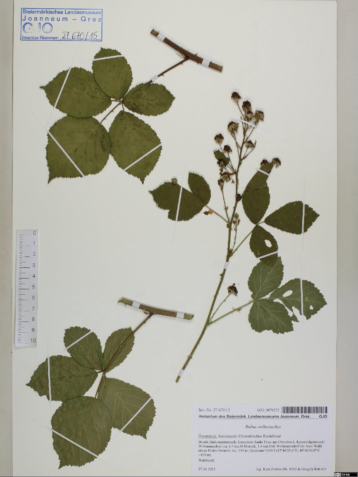 Rubus orthostachys (G.Braun) G.Braun