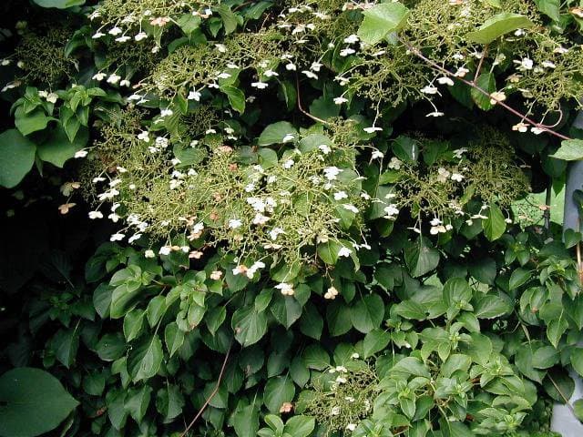 Hydrangea petiolaris Siebold & Zucc.