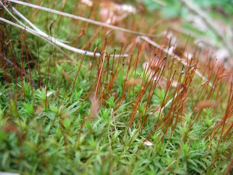 Atrichum undulatum (Hedw.) P.Beauv.