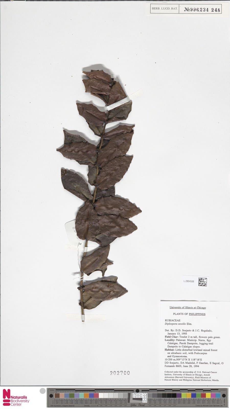 Diplospora sessilis Elmer