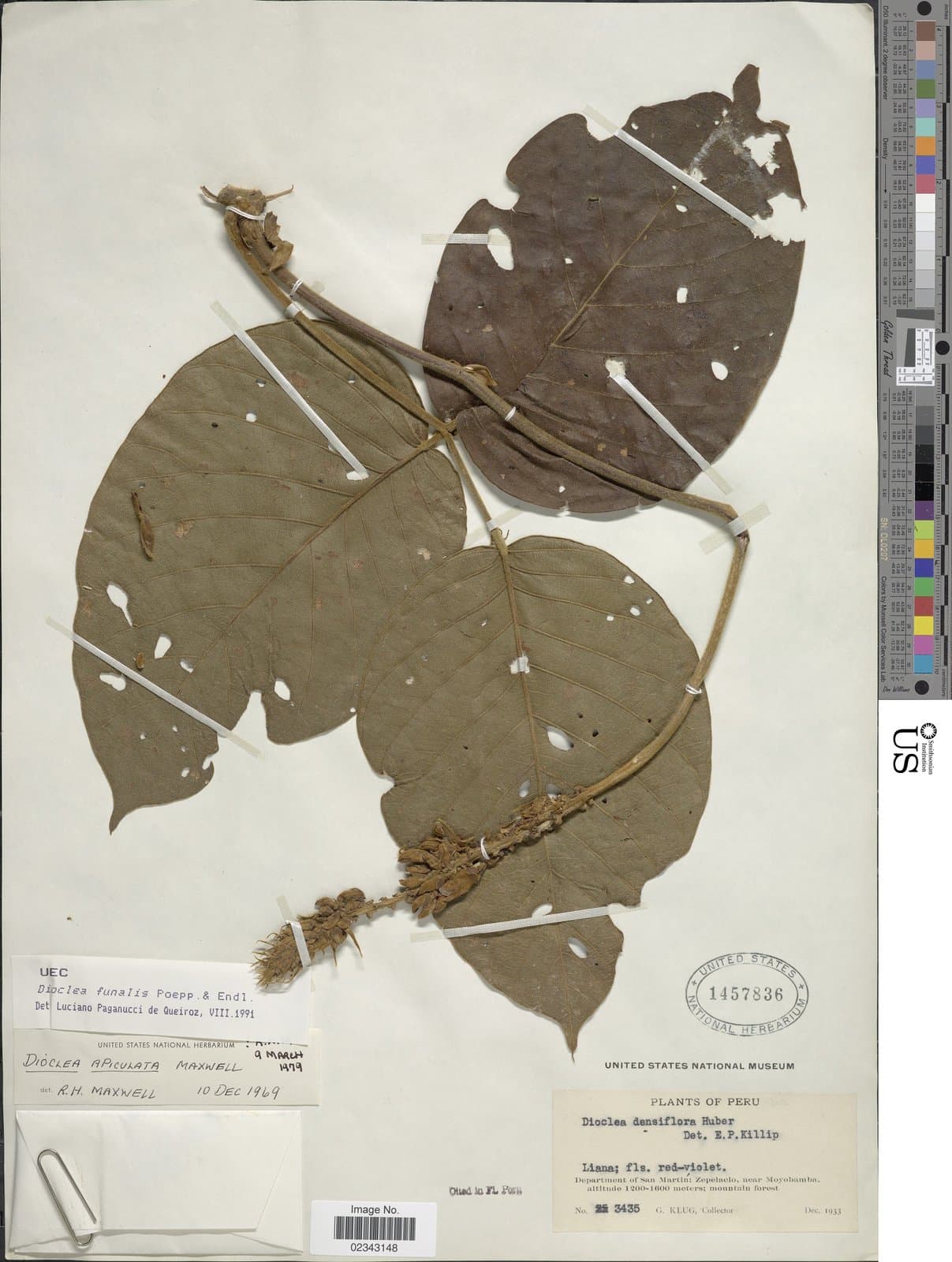 Macropsychanthus funalis (Poepp.) L.P.Queiroz & Snak
