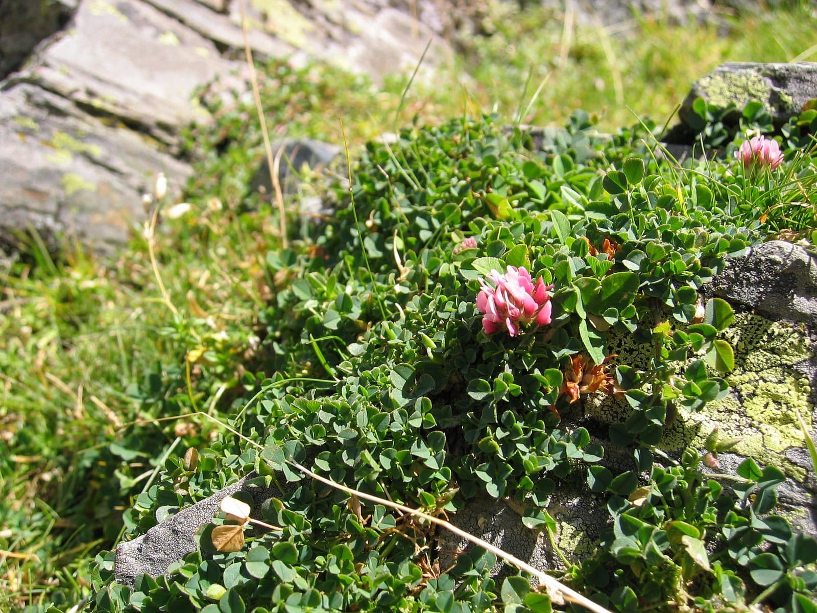 Trifolium thalii Vill.