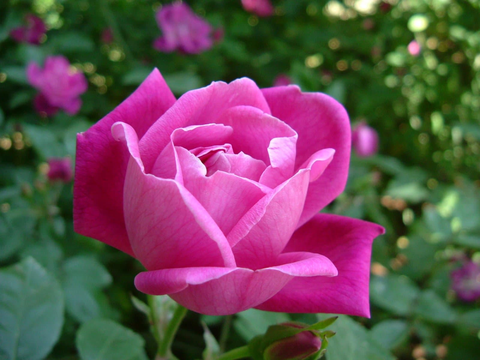 Rosa chinensis Jacq.