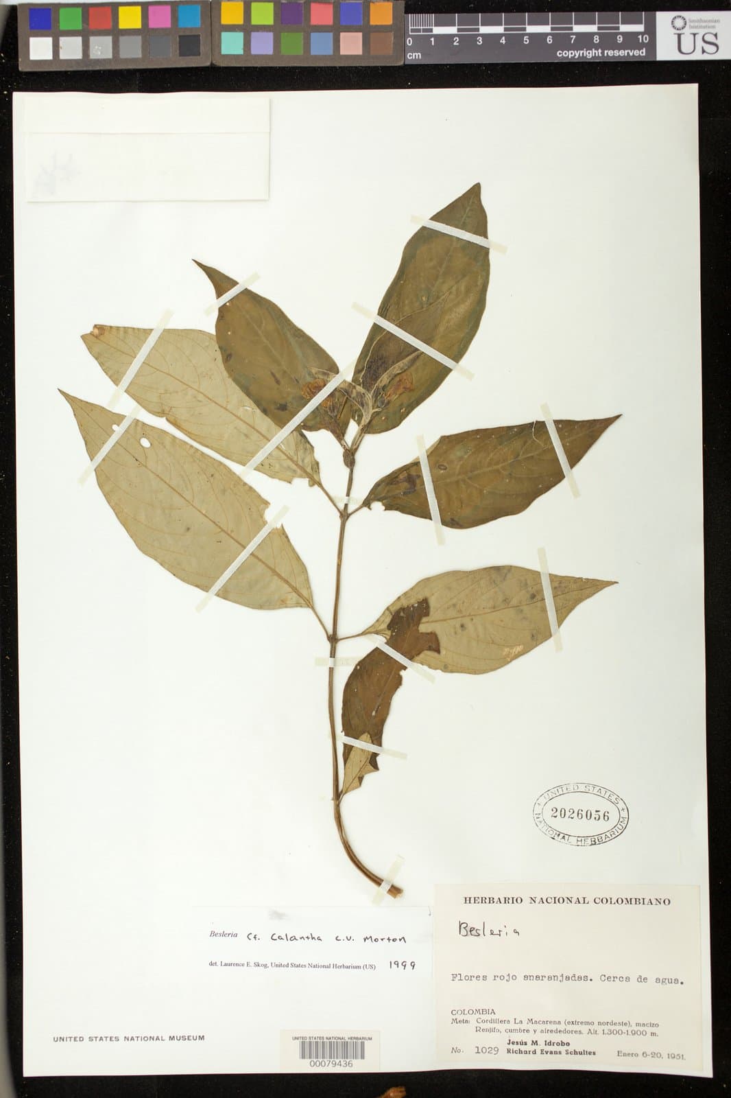 Besleria calantha C.V.Morton