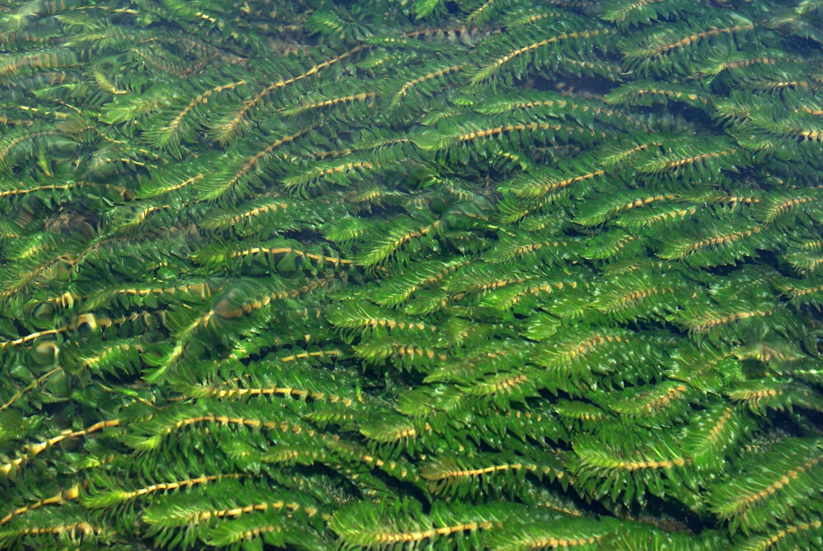Groenlandia densa (L.) Fourr.