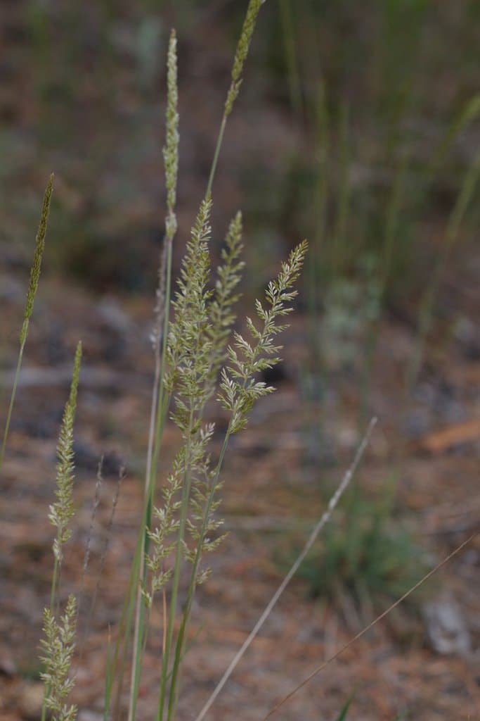 Koeleria glauca (Spreng.) DC.