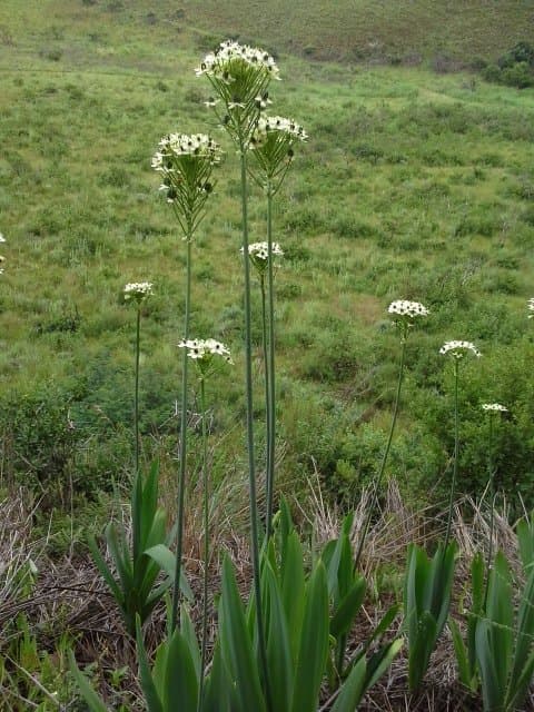 Ornithogalum saundersiae Baker
