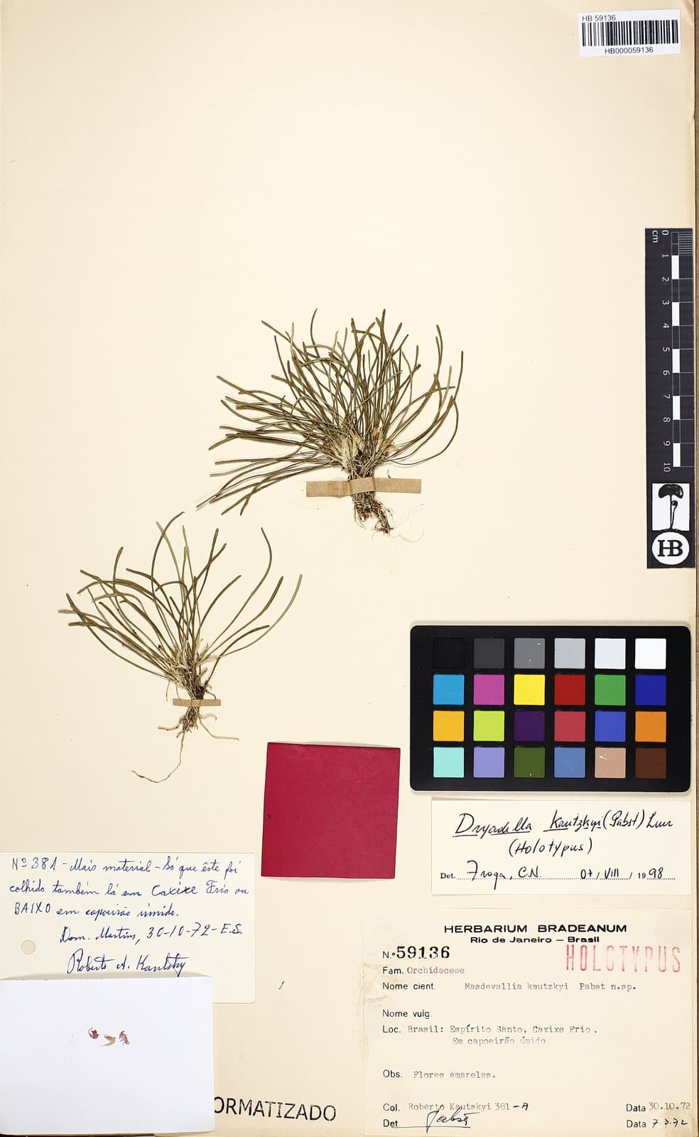 Dryadella kautskyi (Pabst) Luer