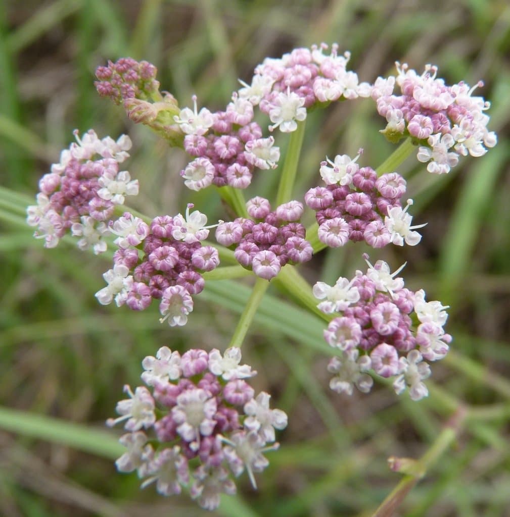 Seseli montanum L.