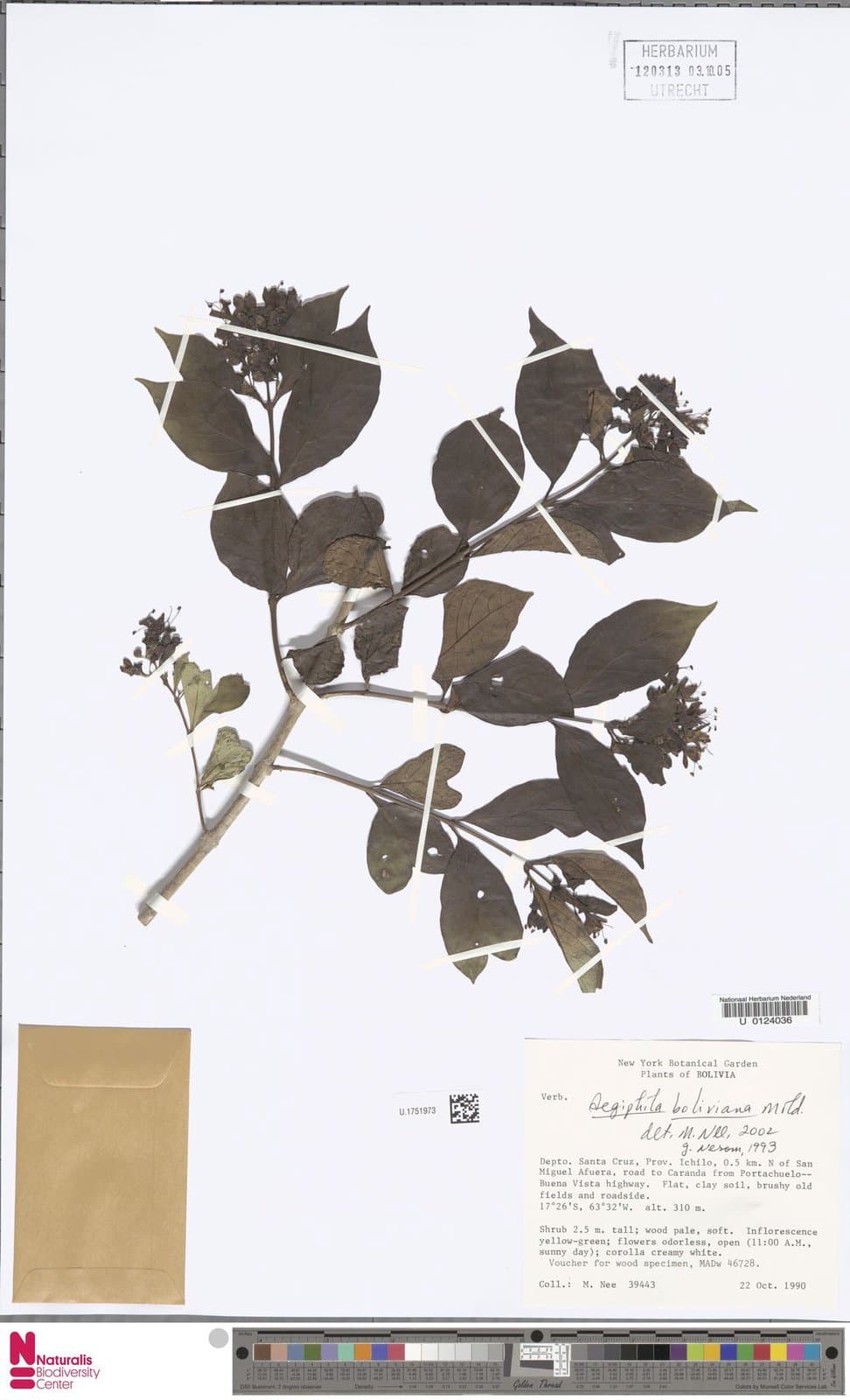 Aegiphila boliviana Moldenke
