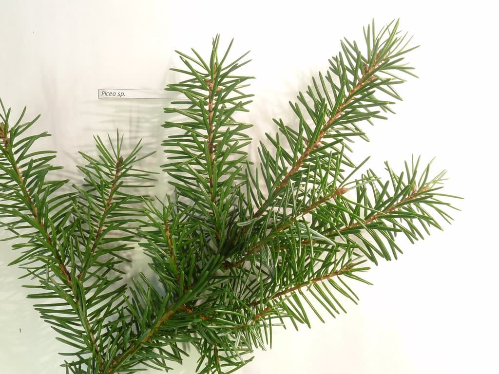 Picea omorika (Pancic) Purk.
