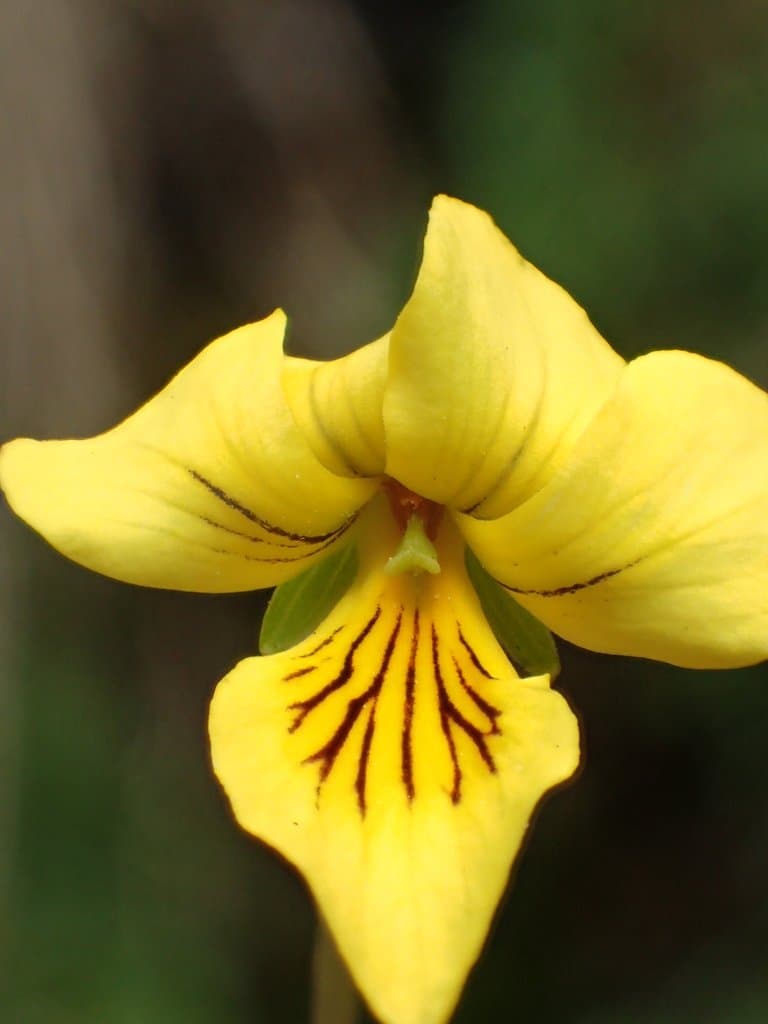 Viola biflora L.