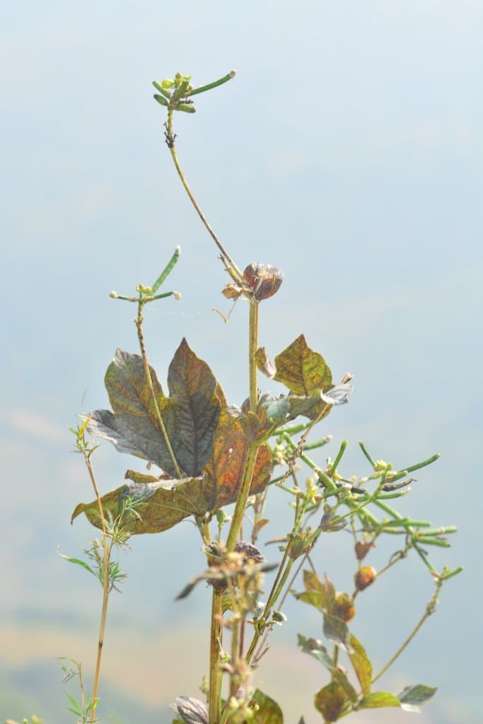 Vigna khandalensis (Santapau) Sundararagh. & Wadhwa