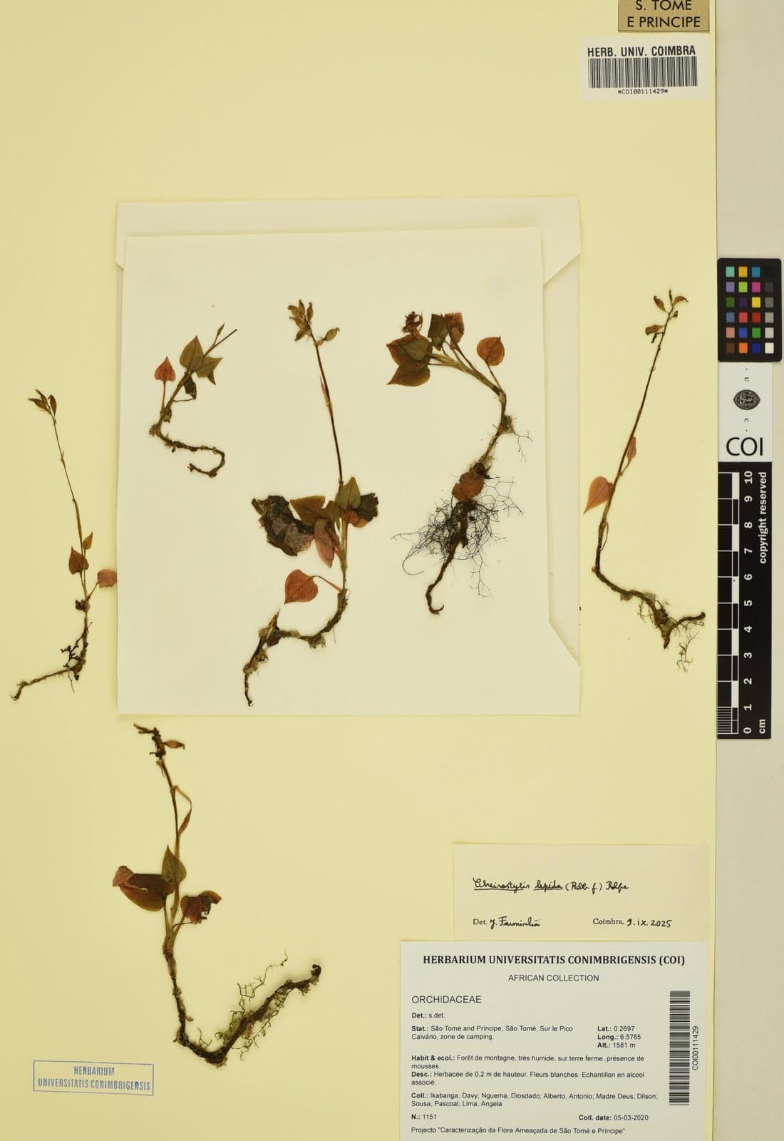 Cheirostylis lepida (Rchb.f.) Rolfe