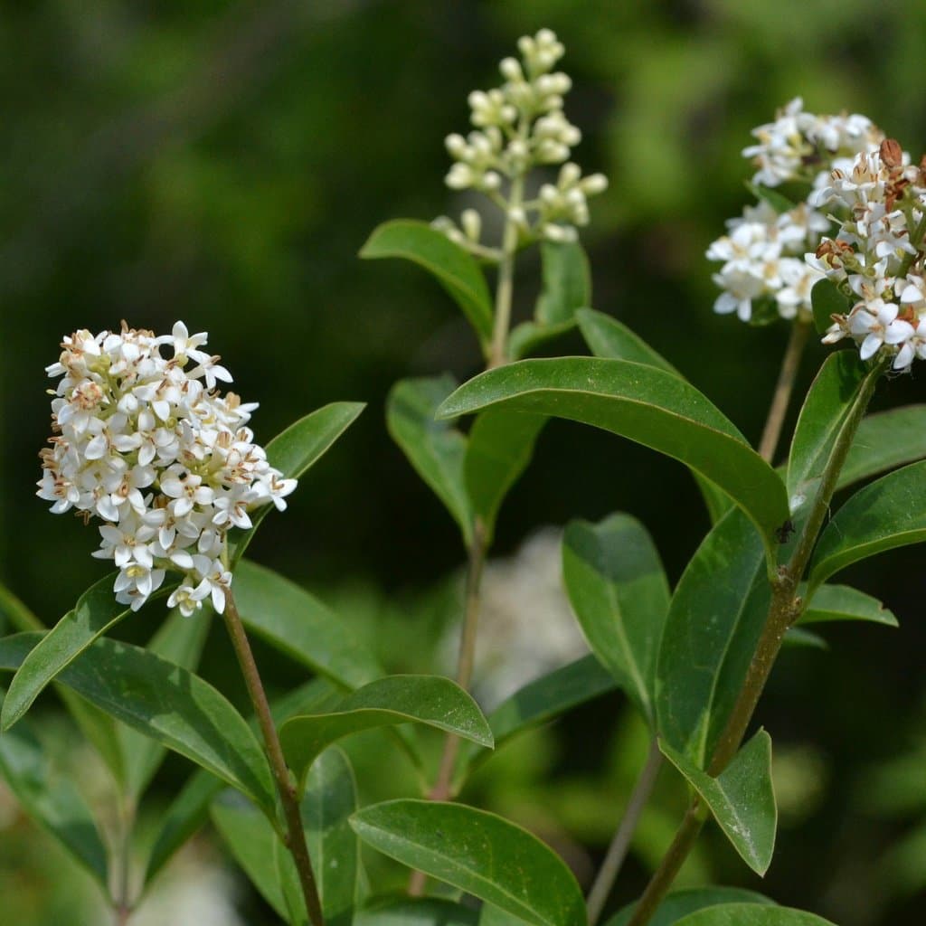Ligustrum vulgare L.