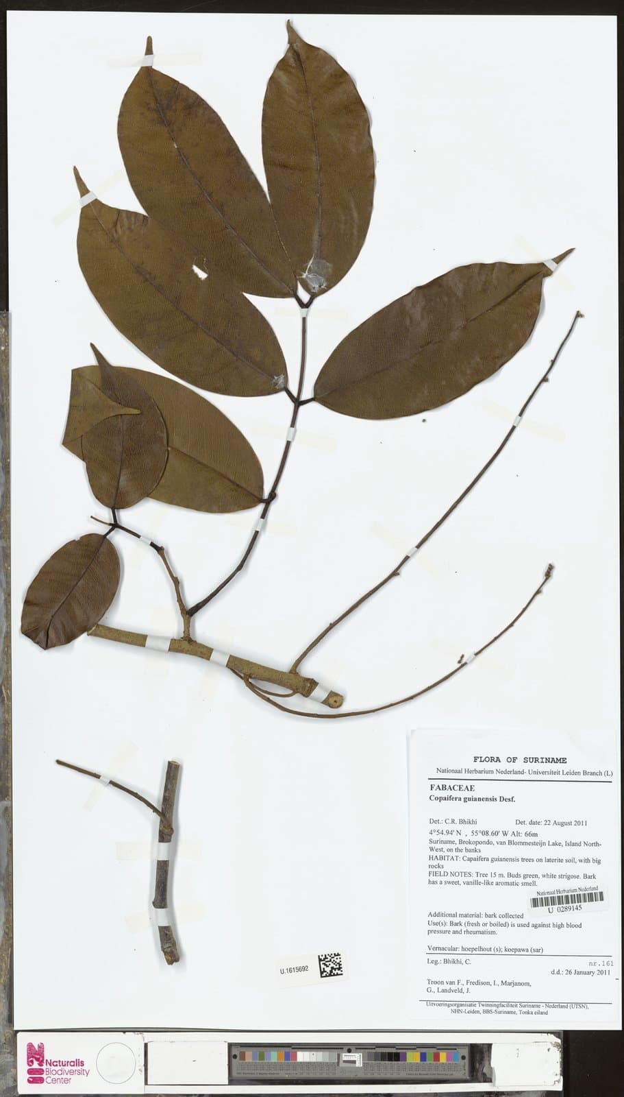 Copaifera guianensis Desf.