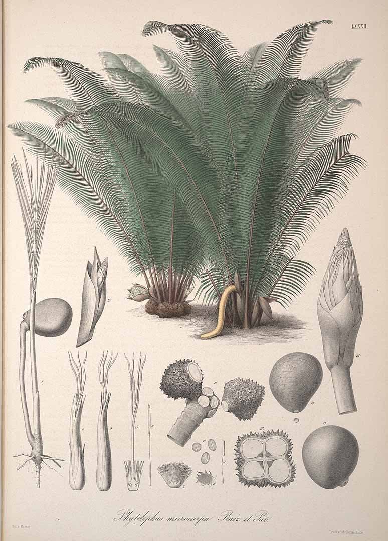 Phytelephas macrocarpa Ruiz & Pav.