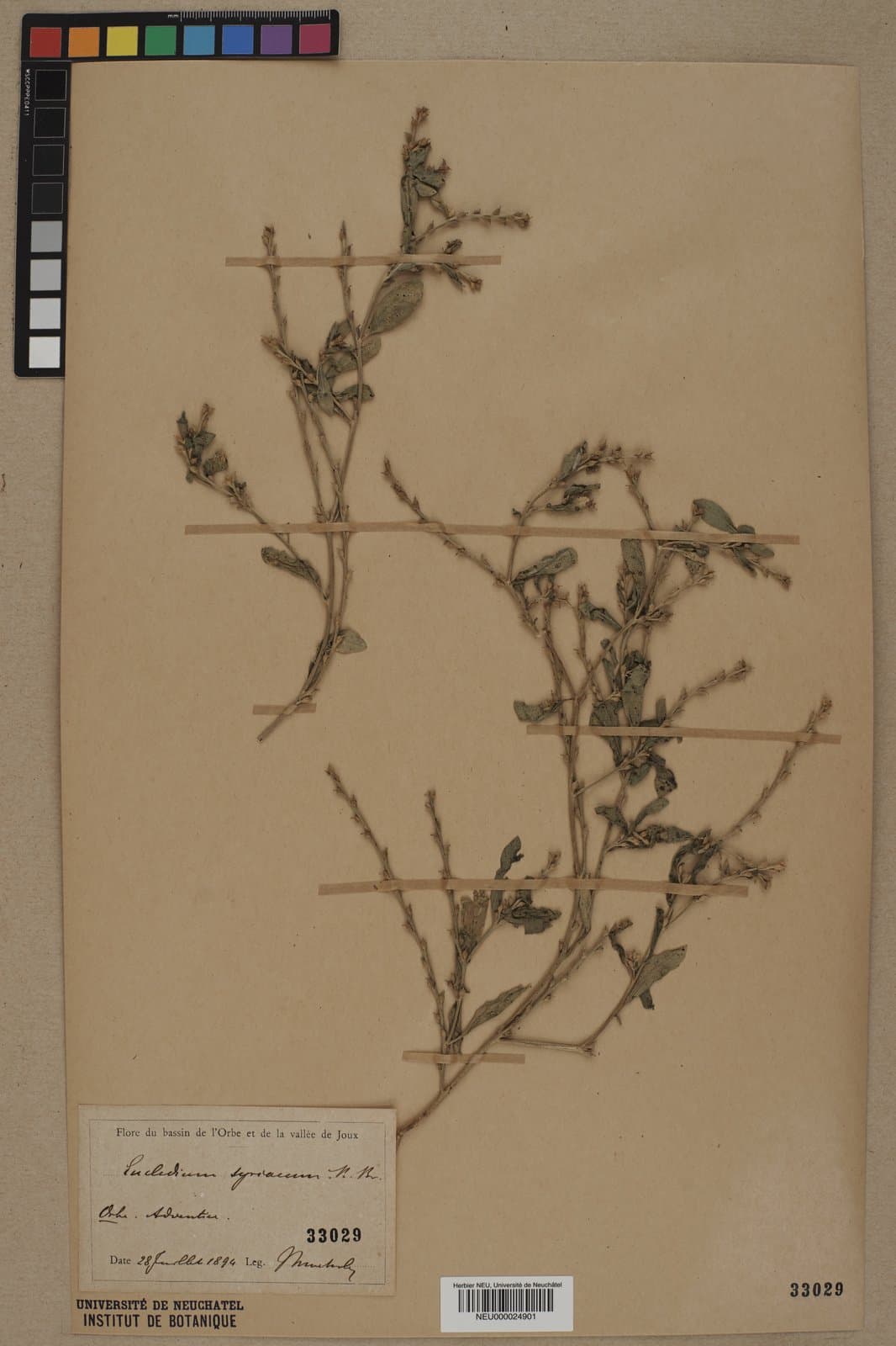Euclidium syriacum (L.) W.T.Aiton