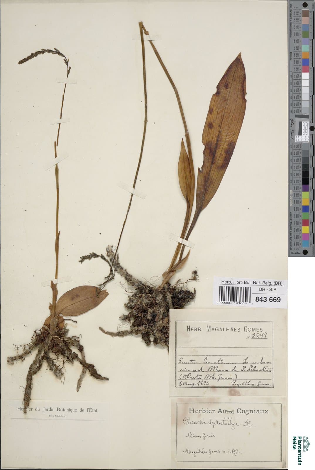 Prescottia leptostachya Lindl.