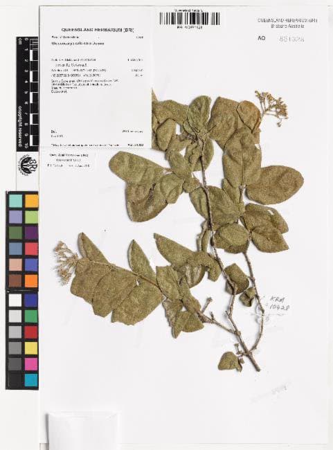 Glossocarya calcicola Domin