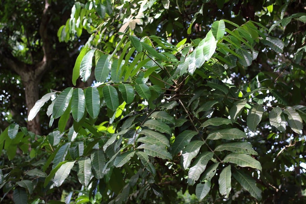 Carapa guianensis Aubl.