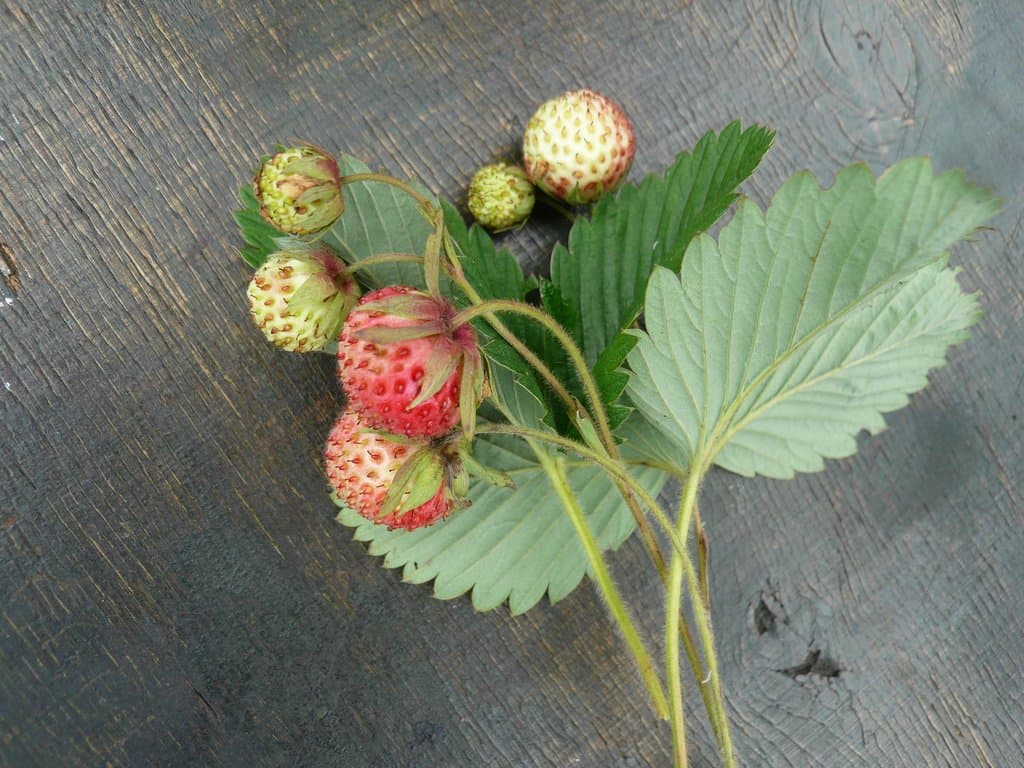 Fragaria viridis Duchesne